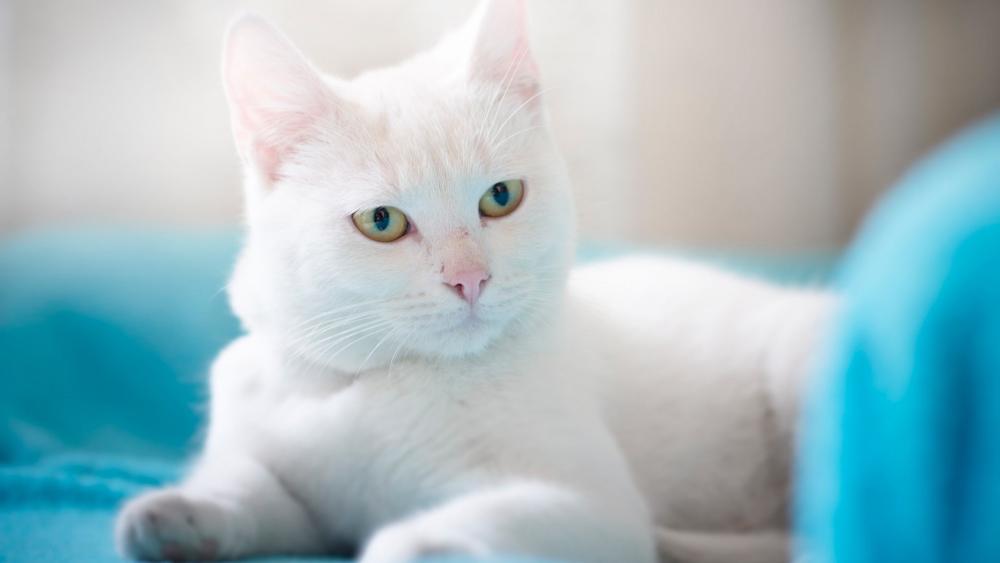 Elegant White Khao Manee Cat Portrait wallpaper