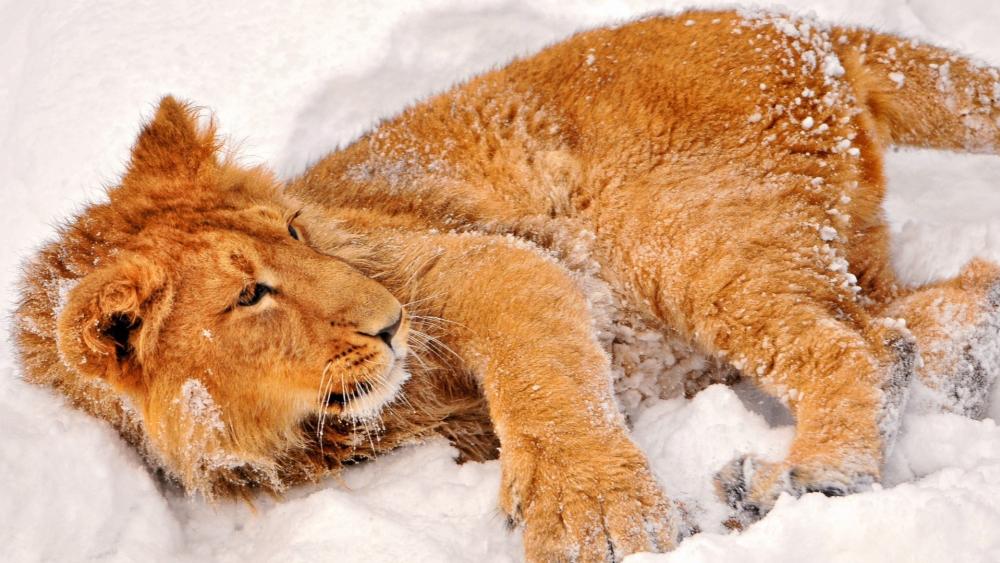 Snowy Lion Resting in Winter White wallpaper