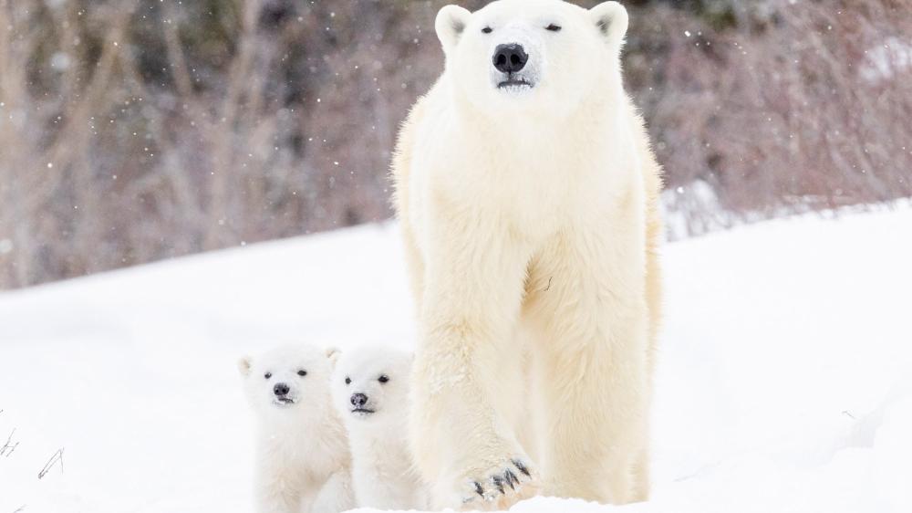 Majestic Polar Bear Family in Snow wallpaper