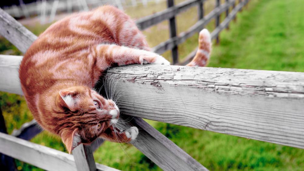 Playful Ginger Cat on Wooden Fence wallpaper