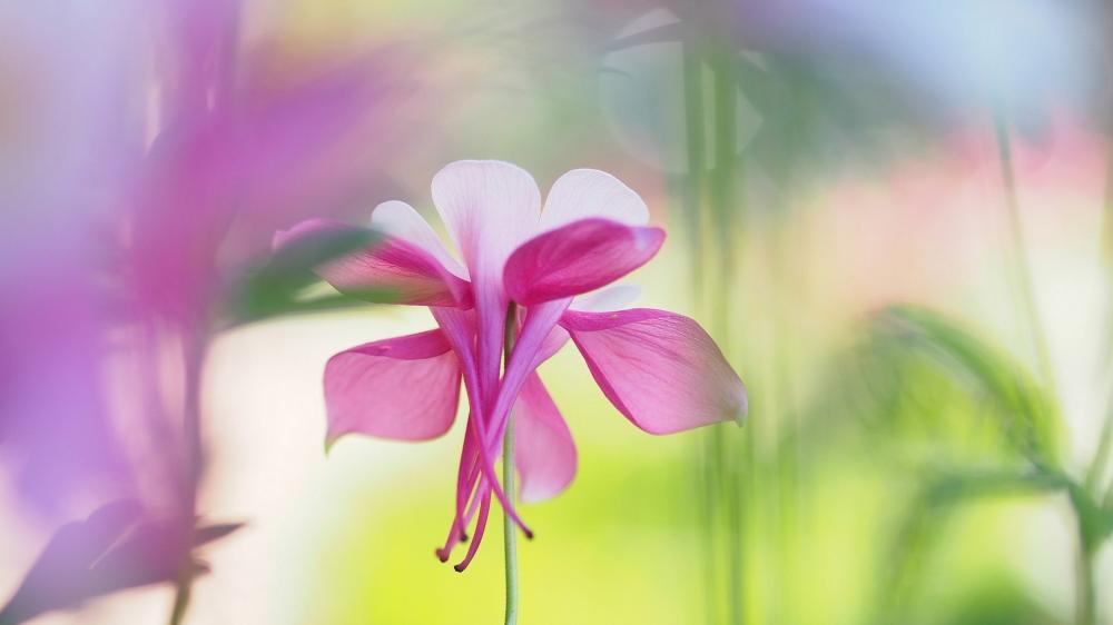 Fuchsia Bloom Serenity wallpaper