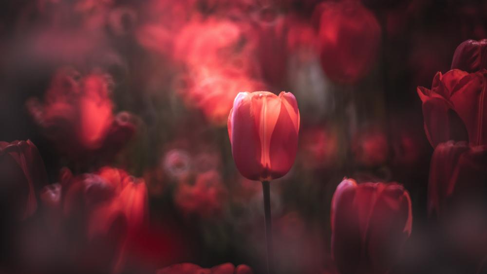 Dreamy Red Tulip Glow wallpaper