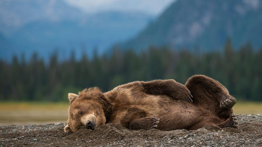 Resting Grizzly Bear by the River wallpaper