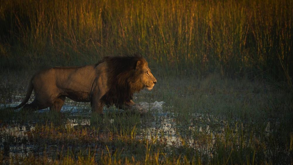 Majestic Lion in Golden Marshland wallpaper