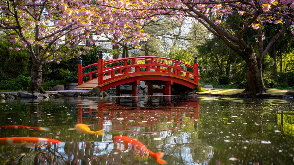 Cherry Blossom Bridge Over Tranquil Koi Pond wallpaper
