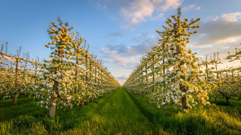 Apple Orchard Blossums wallpaper