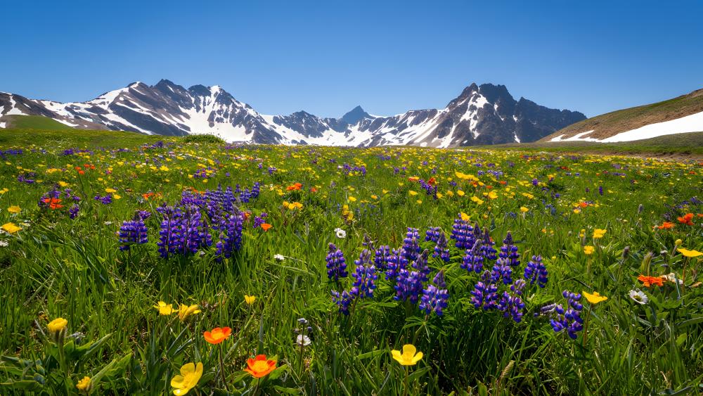 Mountain Meadow Wildflowers wallpaper