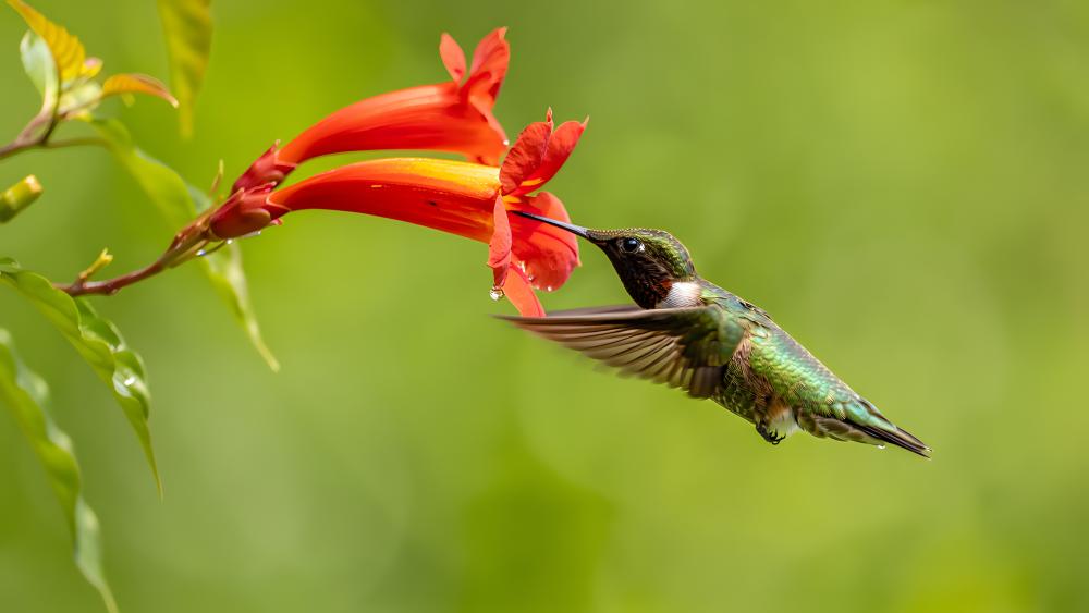 Hummingbird at Scarlet Blossom wallpaper