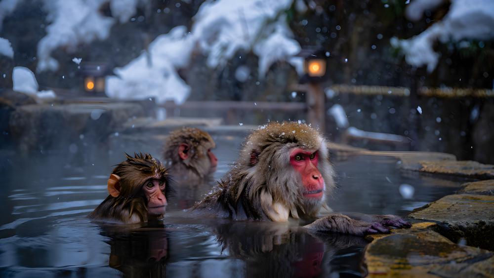 Snowy Macaques in a Winter Hot Spring wallpaper