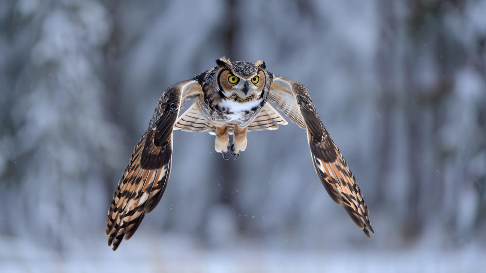 Owl In Flight wallpaper