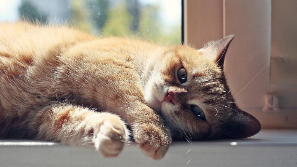 Sunlit Cat Relaxing on a Windowsill wallpaper