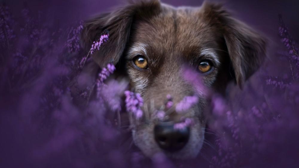 Purple Meadow Dog Portrait wallpaper