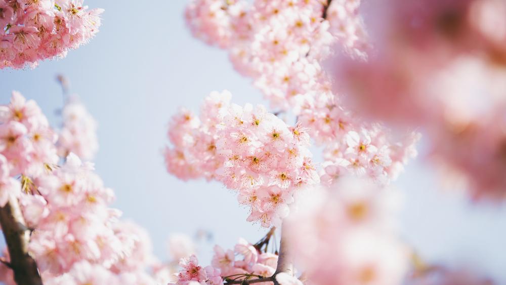 Soft Cherry Blossom Dream wallpaper