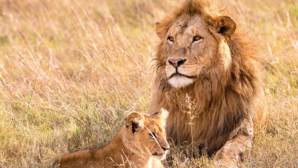 Majestic Lions in Golden Savanna wallpaper
