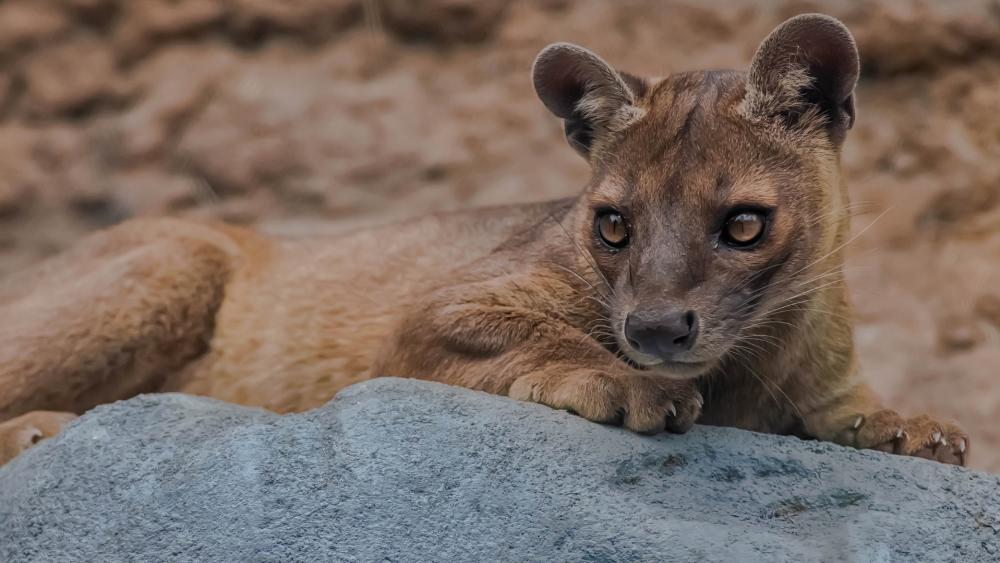 Resting Fossa Portrait wallpaper