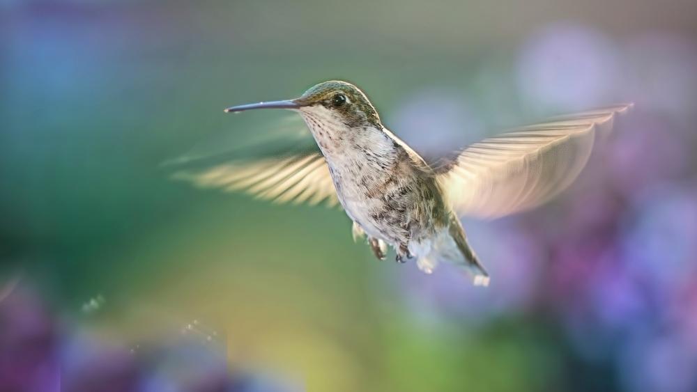 Graceful Hummingbird in Soft Light wallpaper