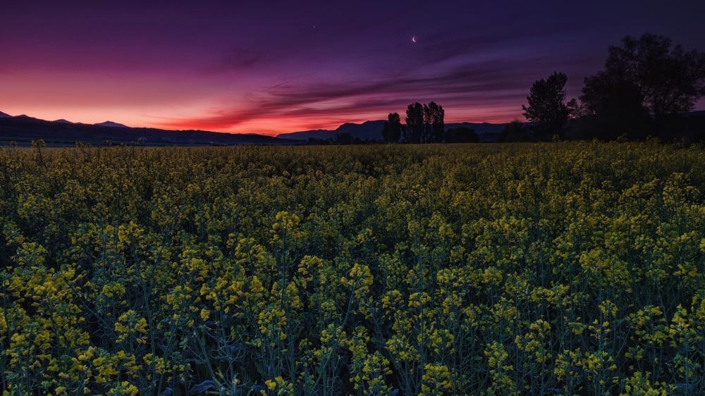 Twilight Glow Over Yellow Meadow wallpaper