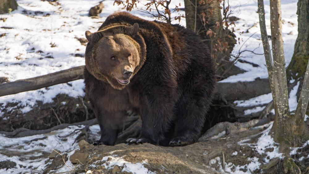 Majestic Brown Bear in Winter Forest wallpaper