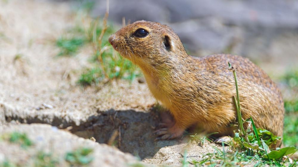 Curious Groundhog in Sunlit Grass wallpaper