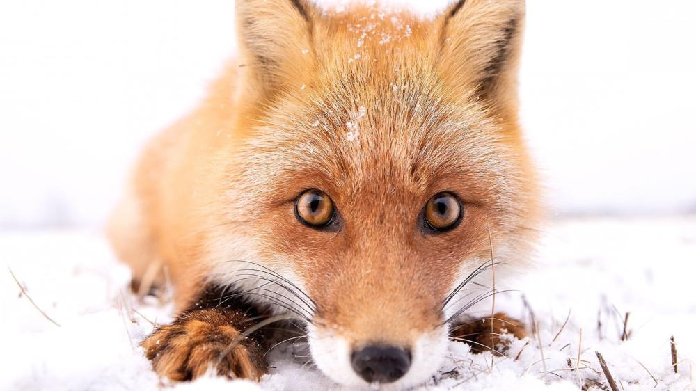 Winter Fox Portrait wallpaper