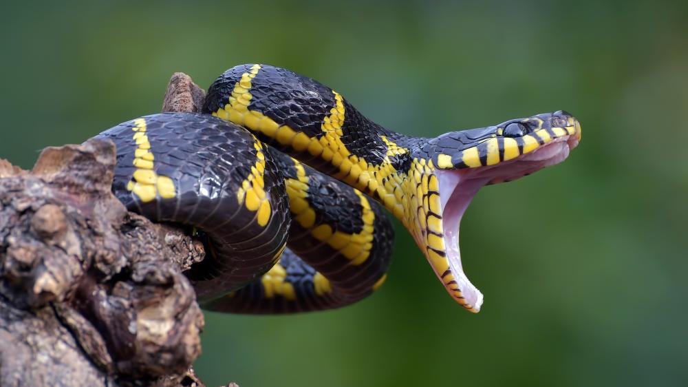 Vibrant Snake Striking from the Branch wallpaper
