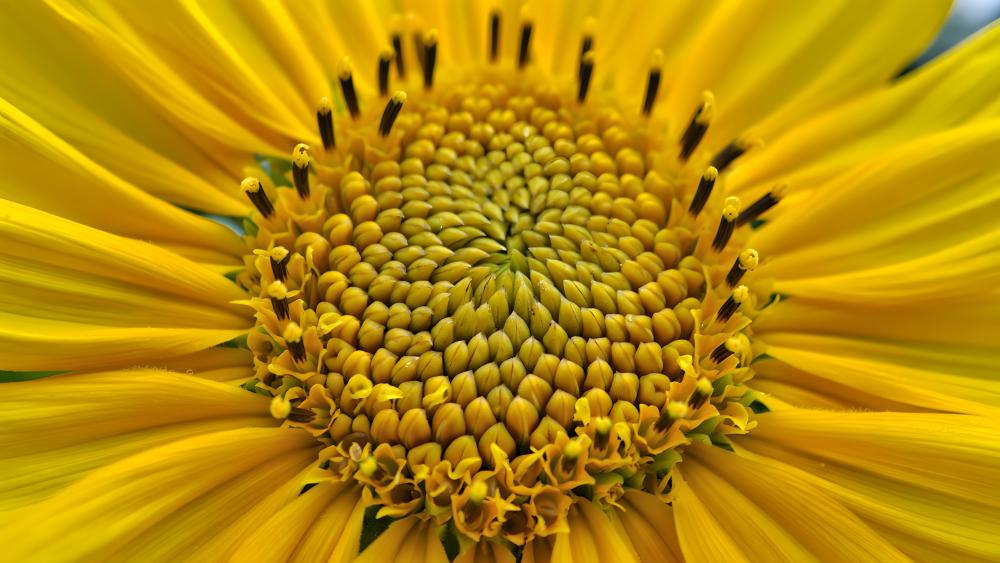 Sunflower wallpaper