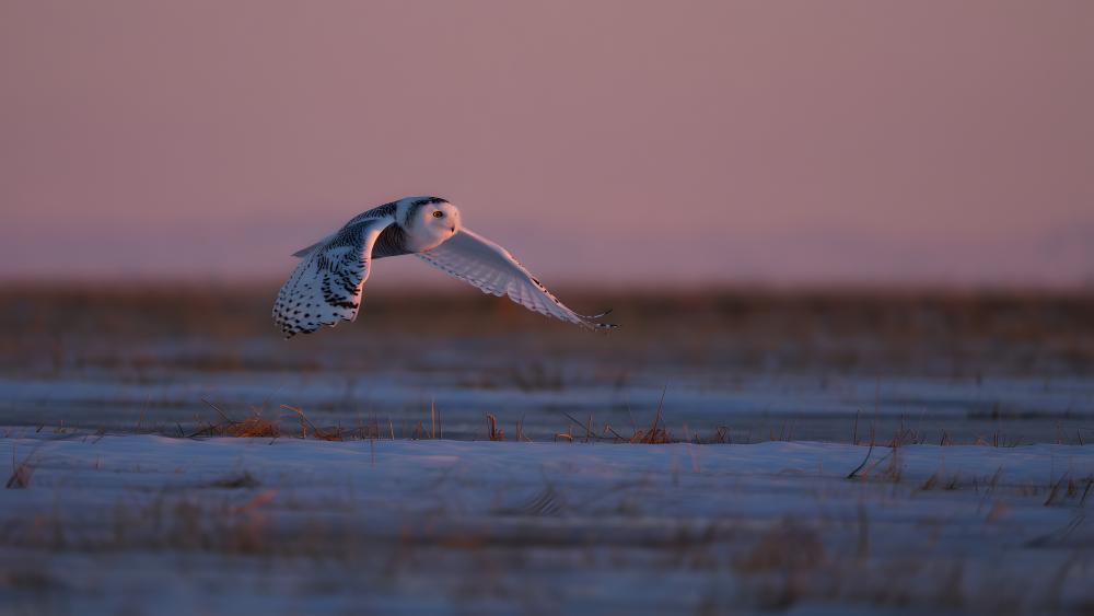 Silent Snowy Owl in Twilight Flight wallpaper