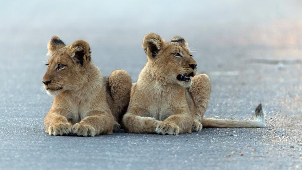 Playful Lion Cubs Resting on the Roadside wallpaper