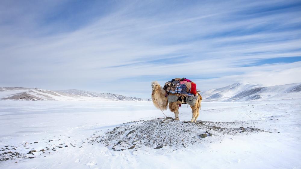 Winter Bactrian Camel in Altai Mountains wallpaper