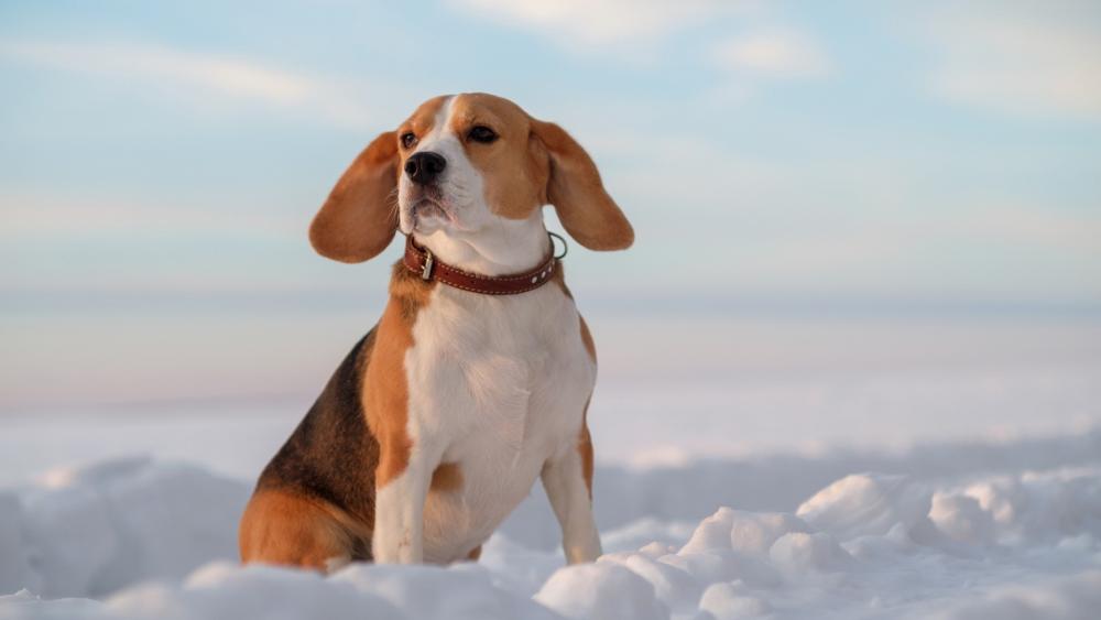 Snowy Beagle Portrait wallpaper