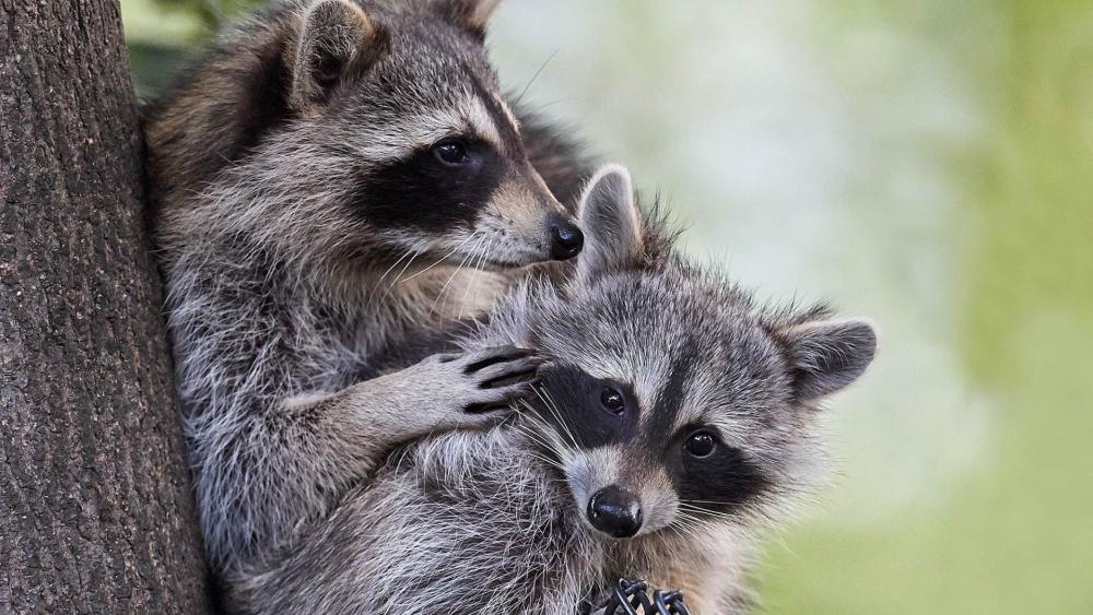 Adorable Raccoon Cubs Snuggling on a Tree wallpaper