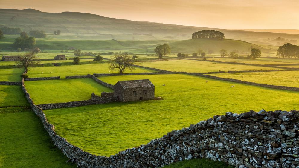 Golden Morning over Yorkshire Dales Meadows wallpaper