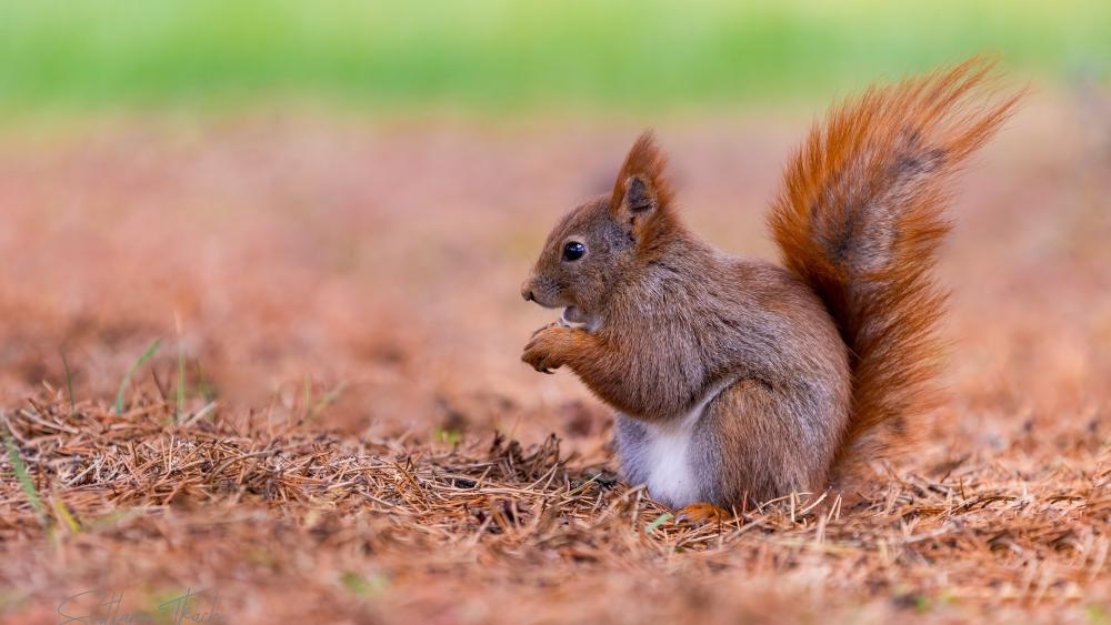 Fluffy Red Squirrel in Autumn Forest wallpaper