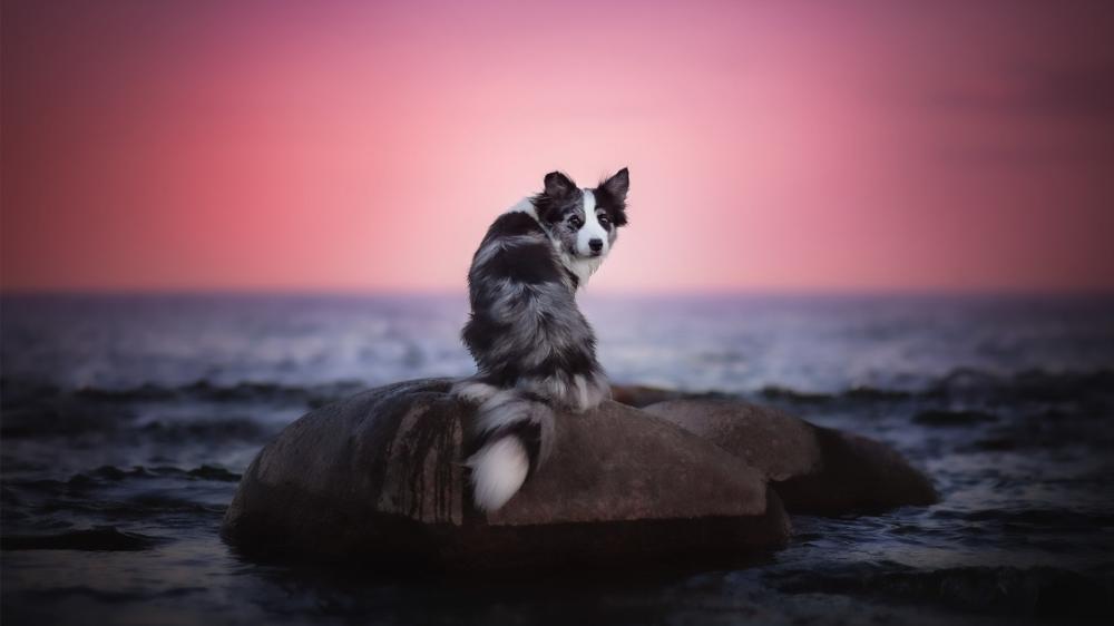 Border Collie at Sunset Tide wallpaper