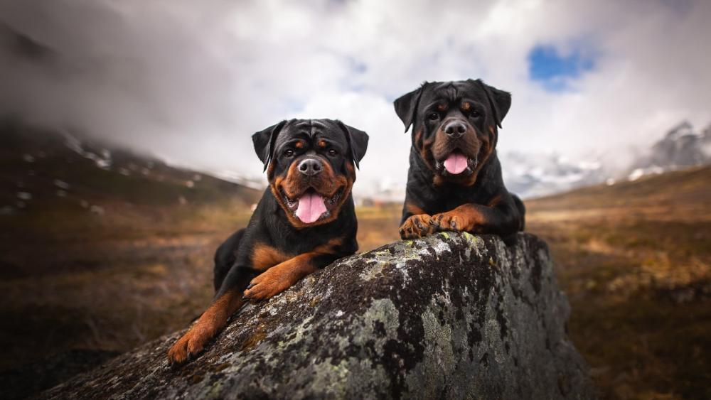 Rottweiler Duo on Mountain Rock wallpaper