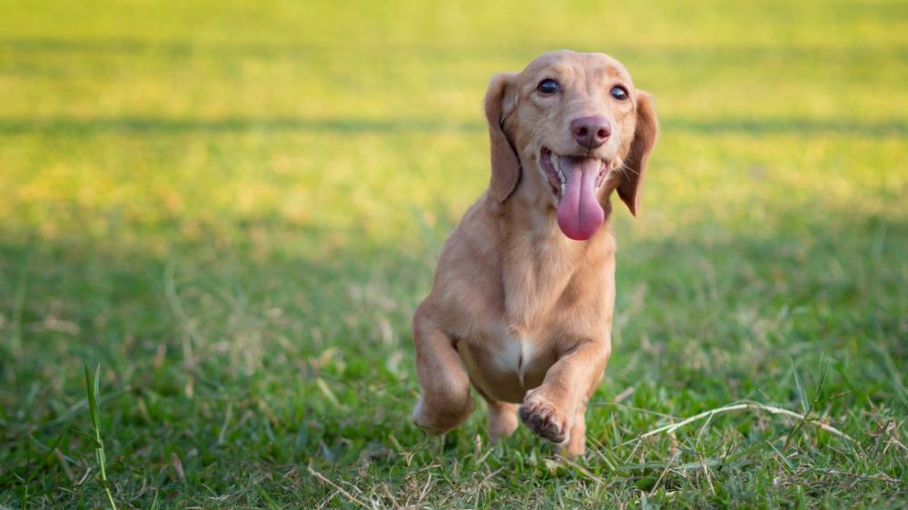 Playful Dachshund Running in the Grass wallpaper