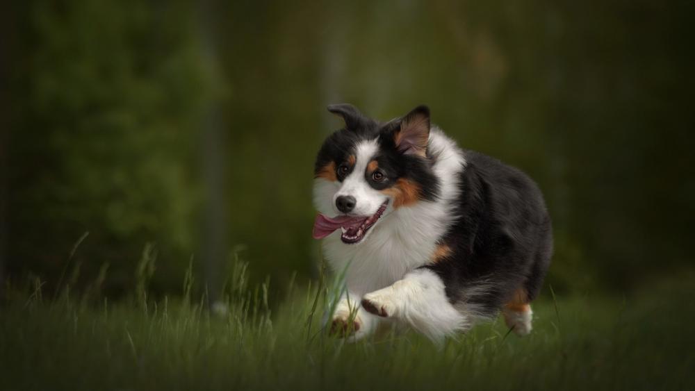 Joyful Australian Shepherd In Motion wallpaper