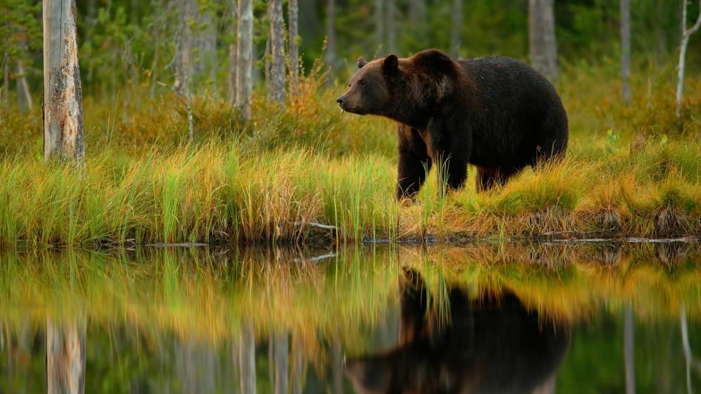 Silent Bear by the Forest Lake wallpaper