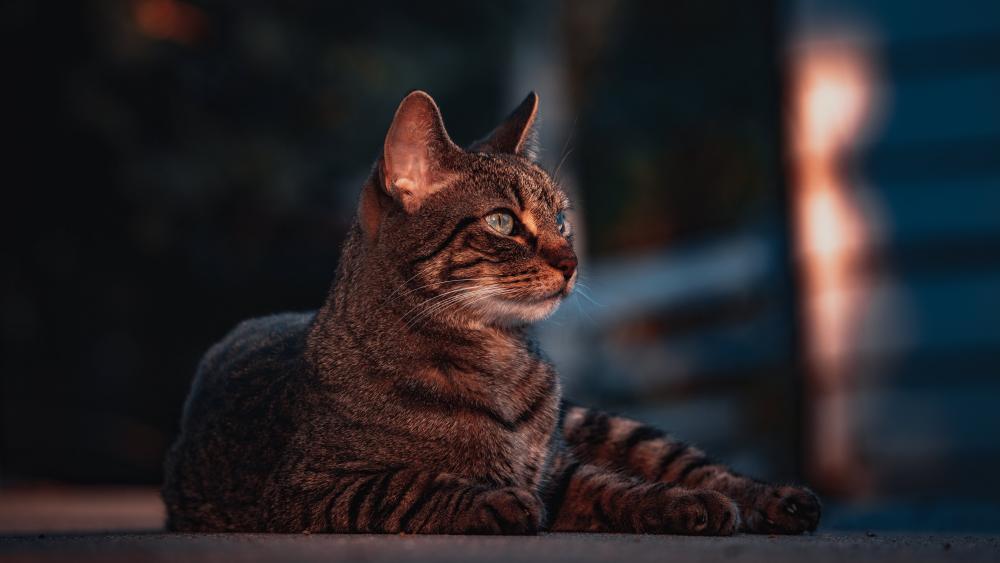 Elegant Tabby Cat Portrait wallpaper