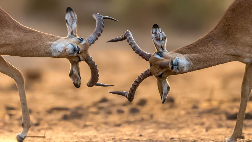 Graceful Gazelle Horns in Desert Duel wallpaper