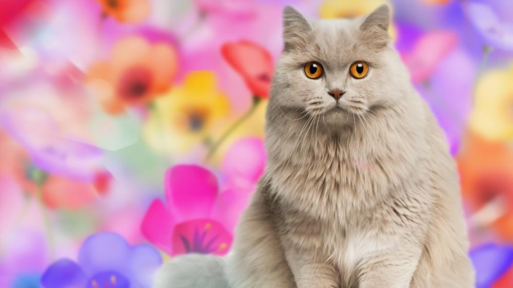Soft Fur Cat in a Dreamy Floral Glow wallpaper