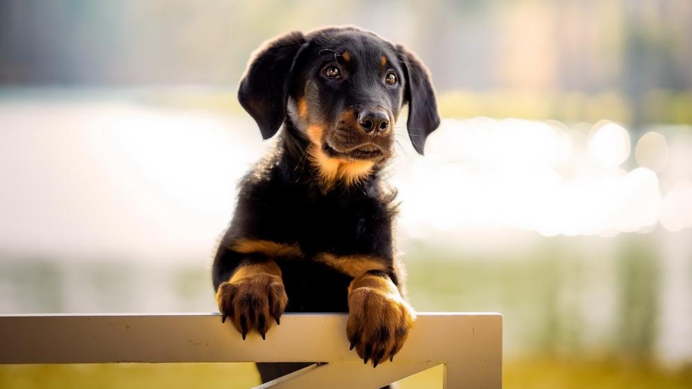 Adorable Puppy Portrait wallpaper