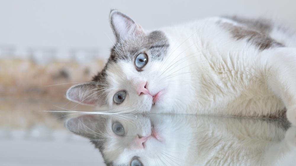 Serene Blue Eyed Kitten Reflection wallpaper