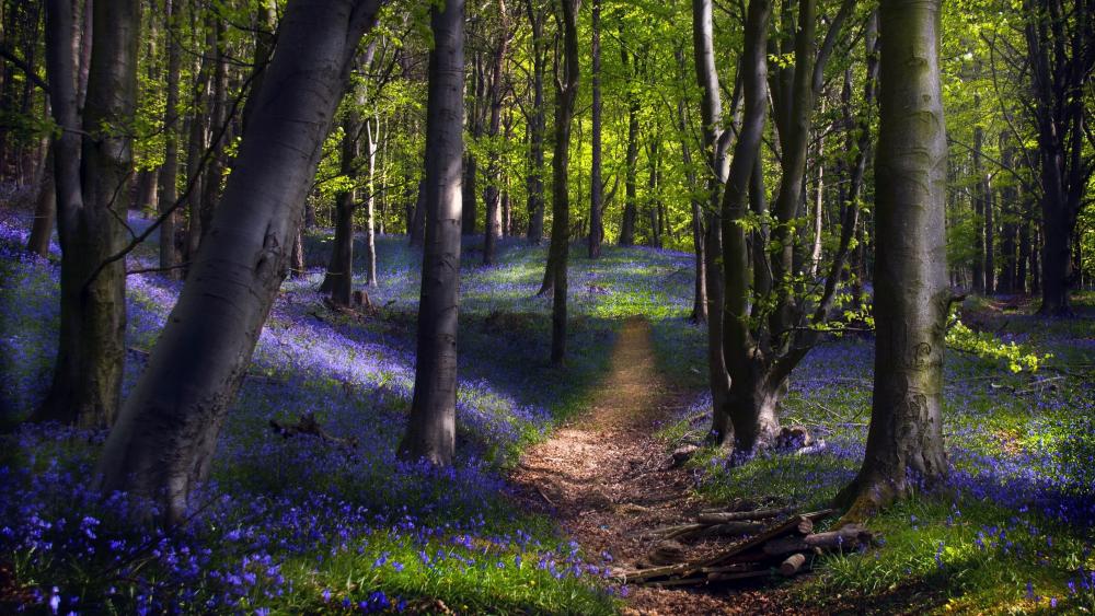 Spring Woodland Path wallpaper
