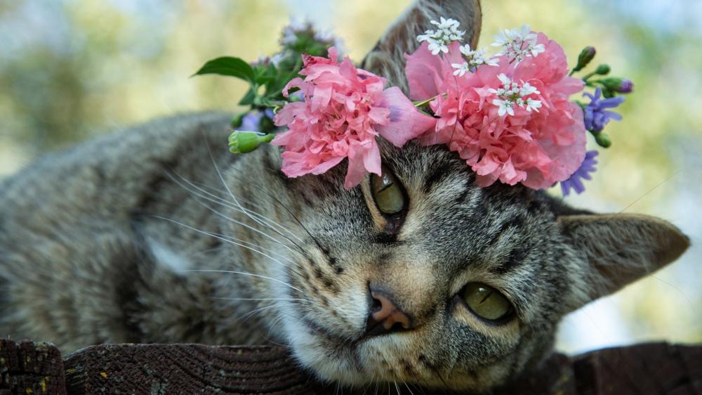 Flower Crown Tabby Cat Portrait wallpaper