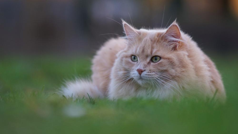 Fluffy Siberian Cat in Soft Green Grass wallpaper