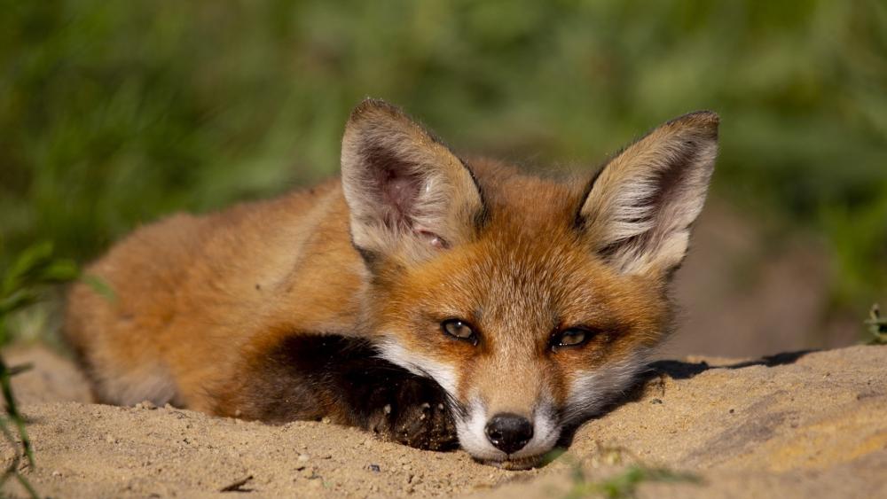Gentle Fox Cub Resting in Sunlit Meadow wallpaper
