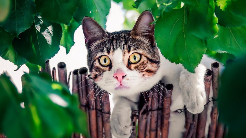 Curious Tabby Kitten in Green Leaves wallpaper