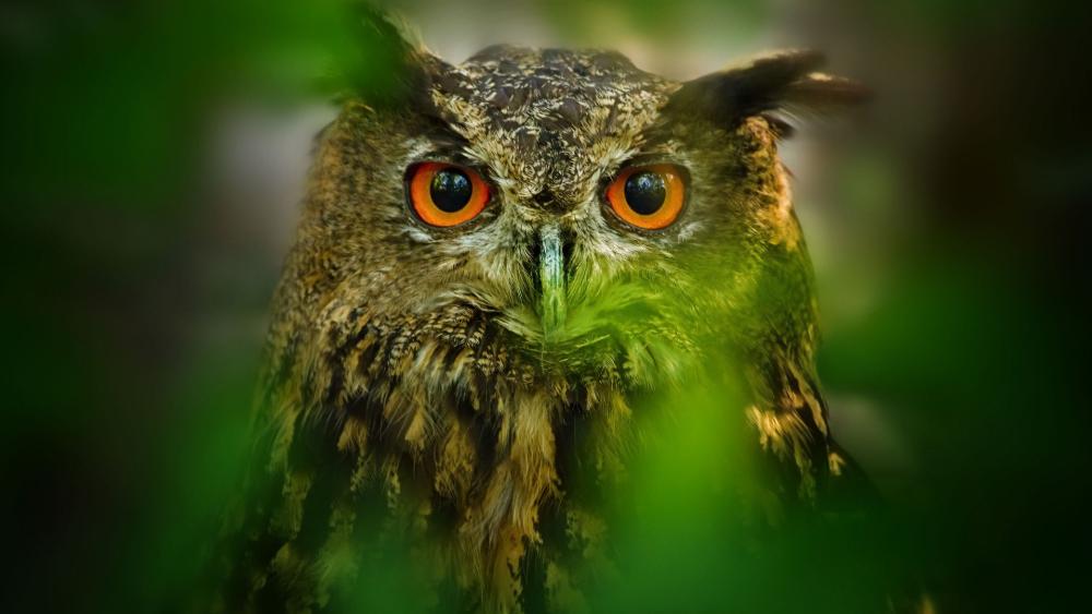 Mystic Owl in Emerald Shadows wallpaper