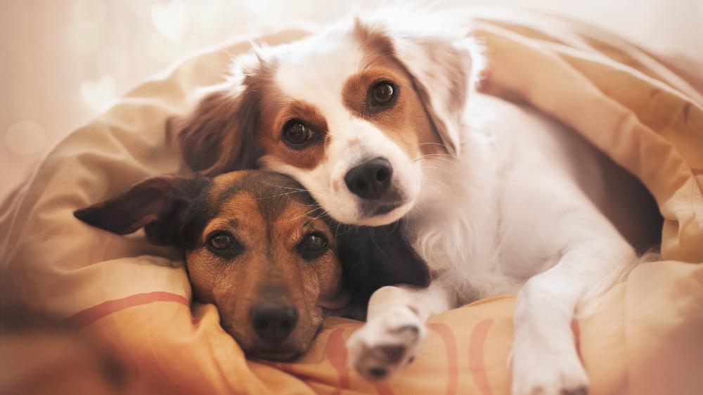 Cozy Puppy Cuddle Moment wallpaper